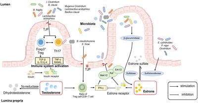 The Gut Microbiome and Sex Hormone-Related Diseases